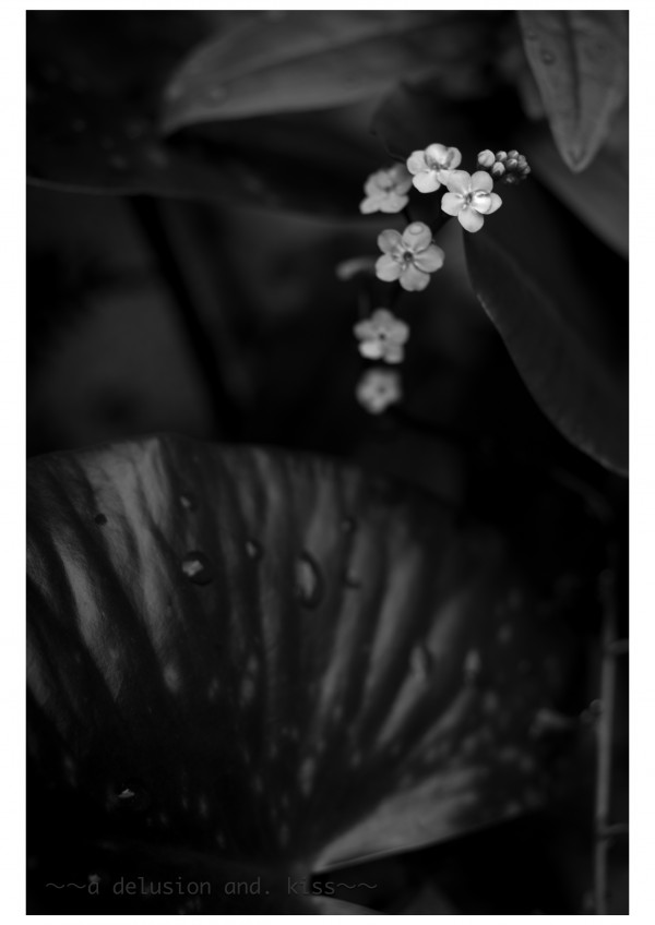 Leica M Monochrom, ELMAR 65mm f3.5, Visoflex Ⅲ